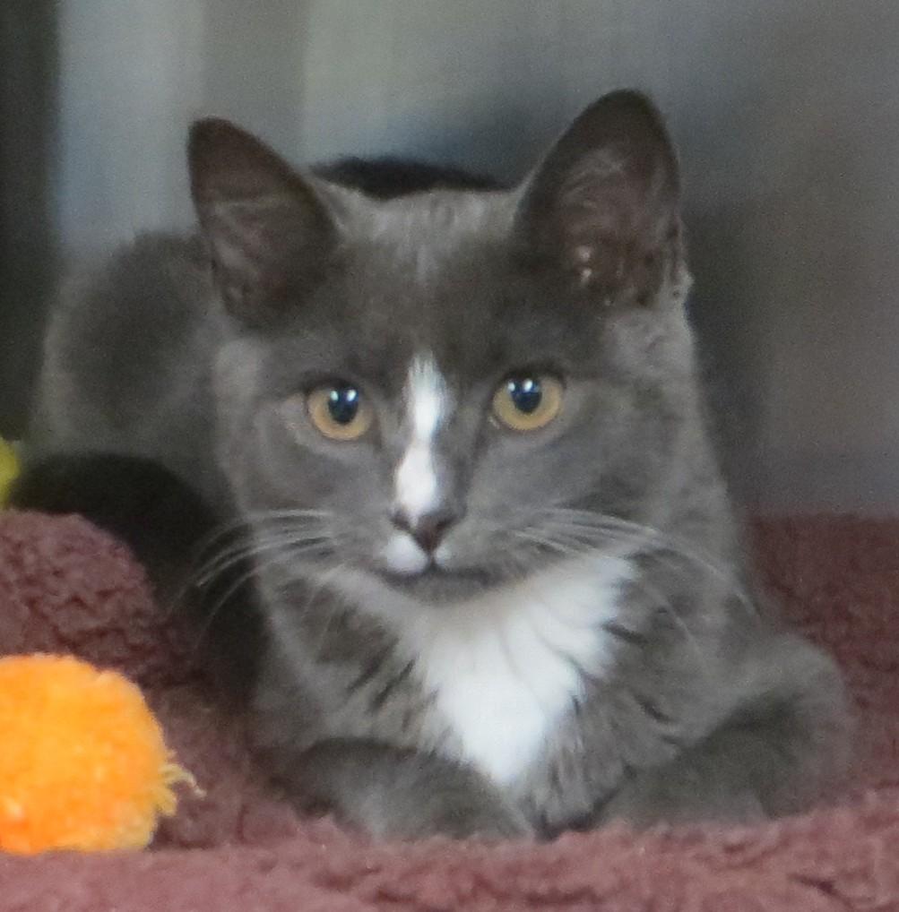 Enlarge ANNIE, a Adoptable Domestic Short Hair in Taunton, MA image 3/5