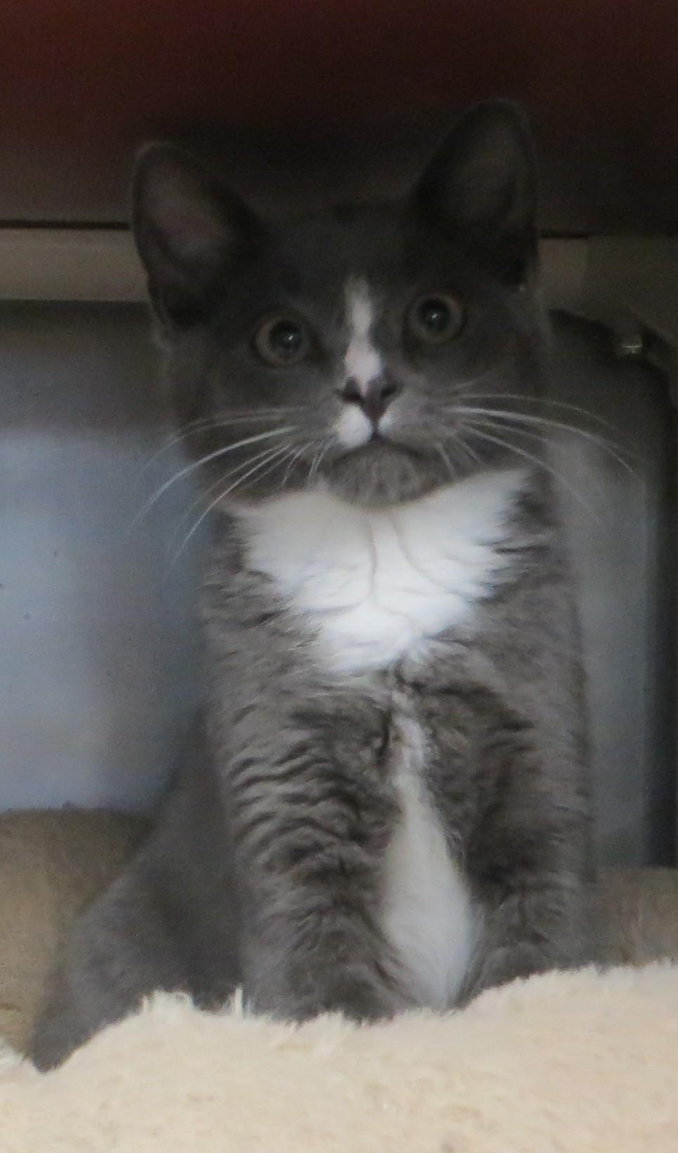 Enlarge ANNIE, a Adoptable Domestic Short Hair in Taunton, MA image 5/5