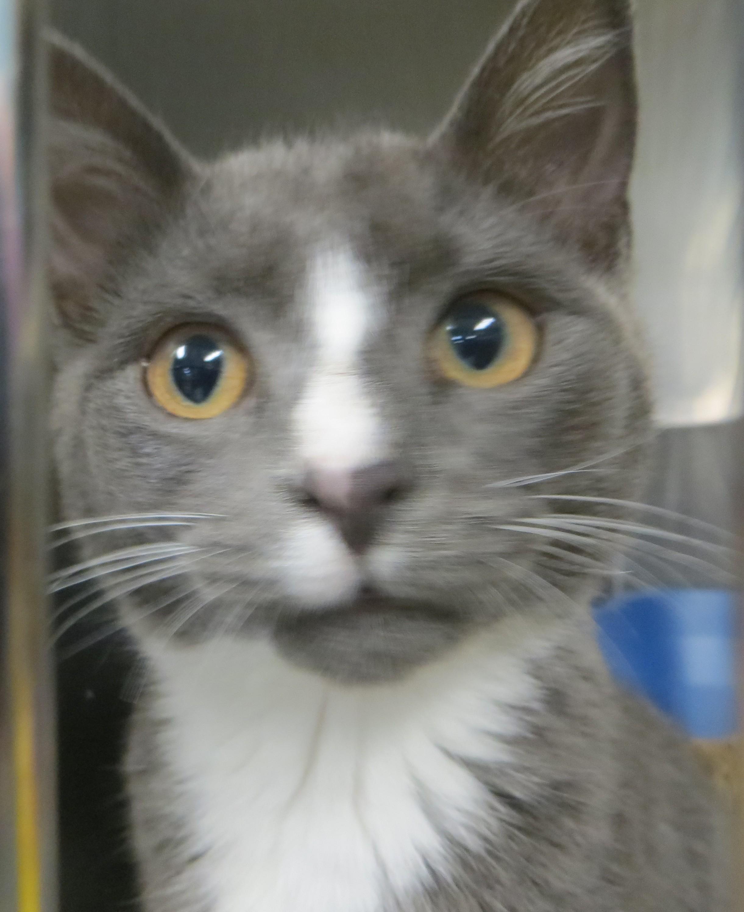 ANNIE, Adoptable, Young Female Domestic Short Hair.