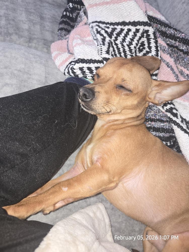 Sir Snuggles, Adoptable, Adult Male Chihuahua.