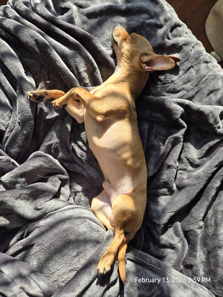 Enlarge Sir Snuggles, a Adoptable mixed breed in Plymouth, MI image 2/6