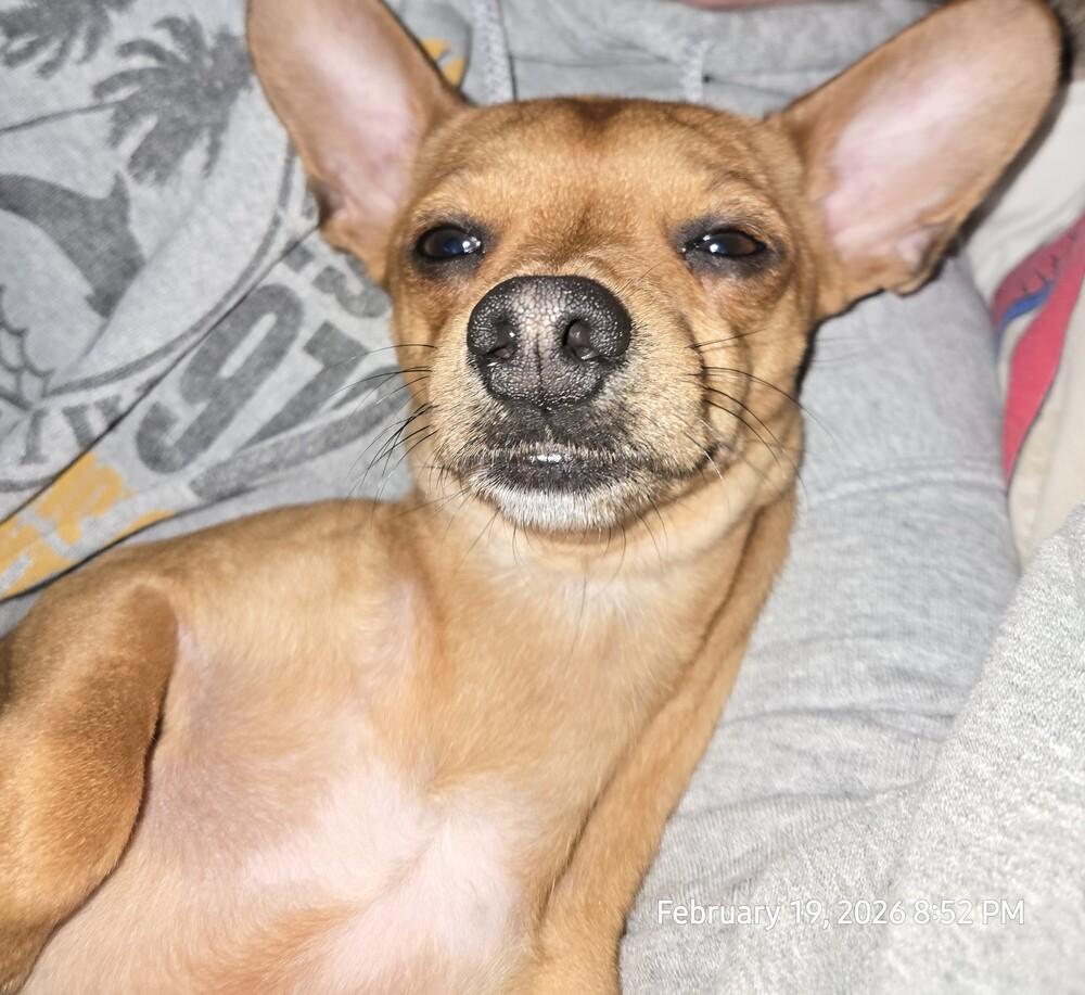 Enlarge Sir Snuggles, a Adoptable mixed breed in Plymouth, MI image 3/6
