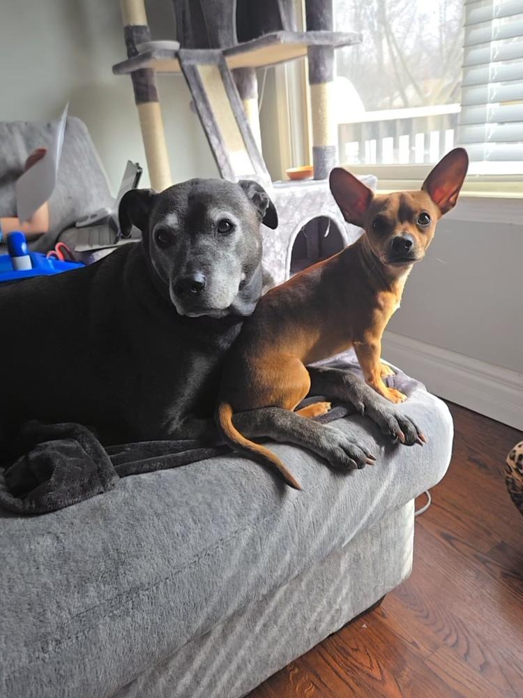 Enlarge Sir Snuggles, a Adoptable mixed breed in Plymouth, MI image 4/6