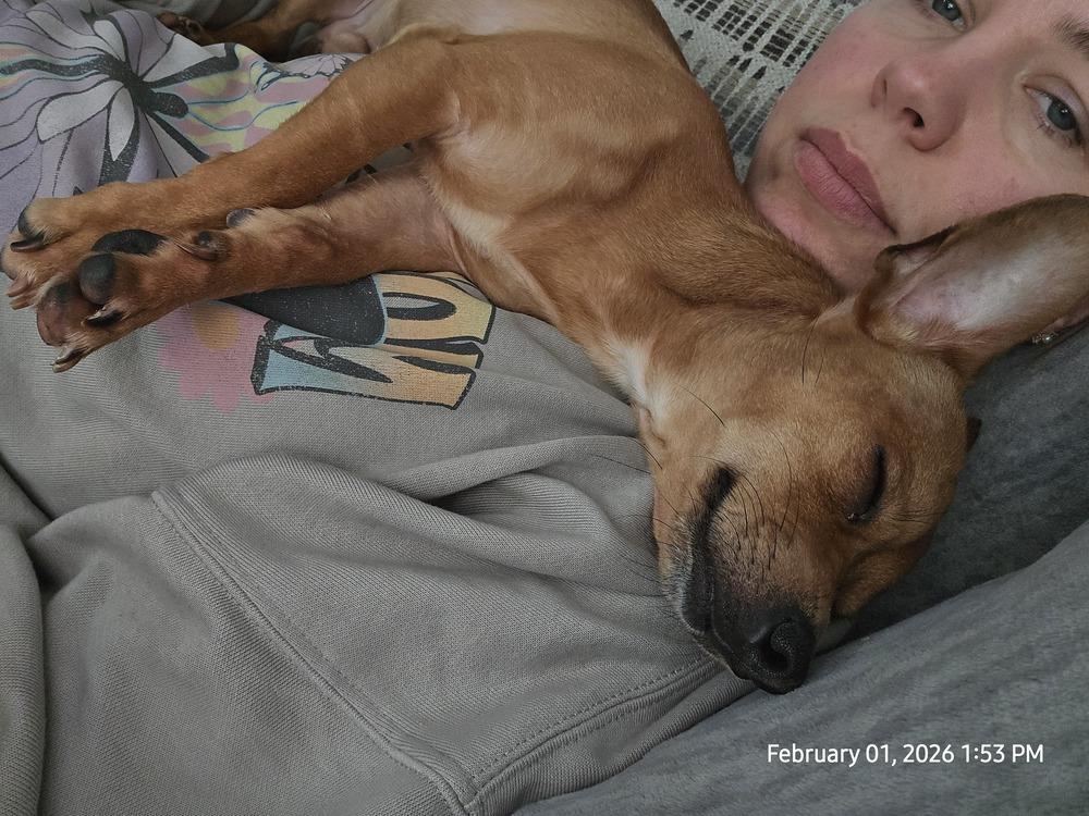 Enlarge Sir Snuggles, a Adoptable mixed breed in Plymouth, MI image 5/6