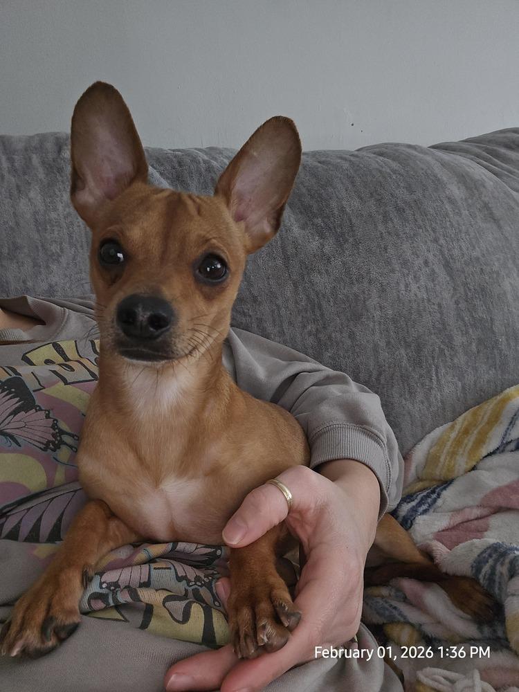 Enlarge Sir Snuggles, a Adoptable mixed breed in Plymouth, MI image 6/6