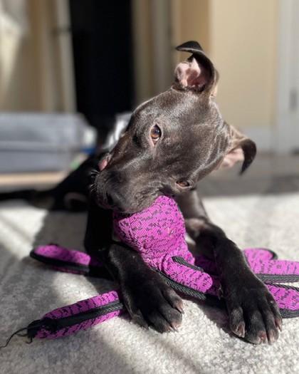 Malone — thumbnail 3