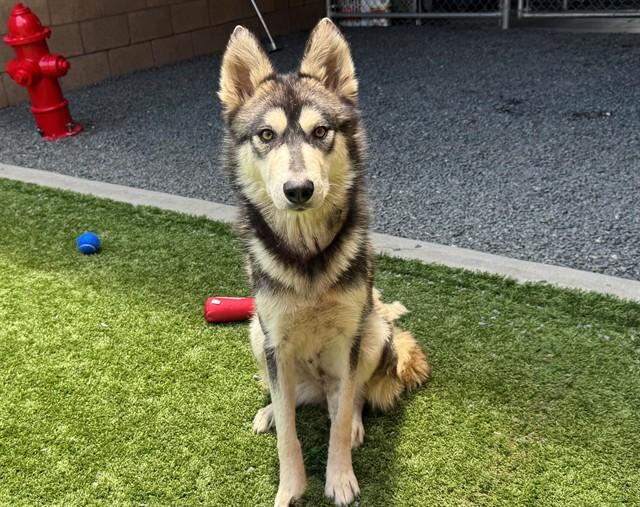 GINGER, Adoptable, Young Female Siberian Husky & Mixed Breed.