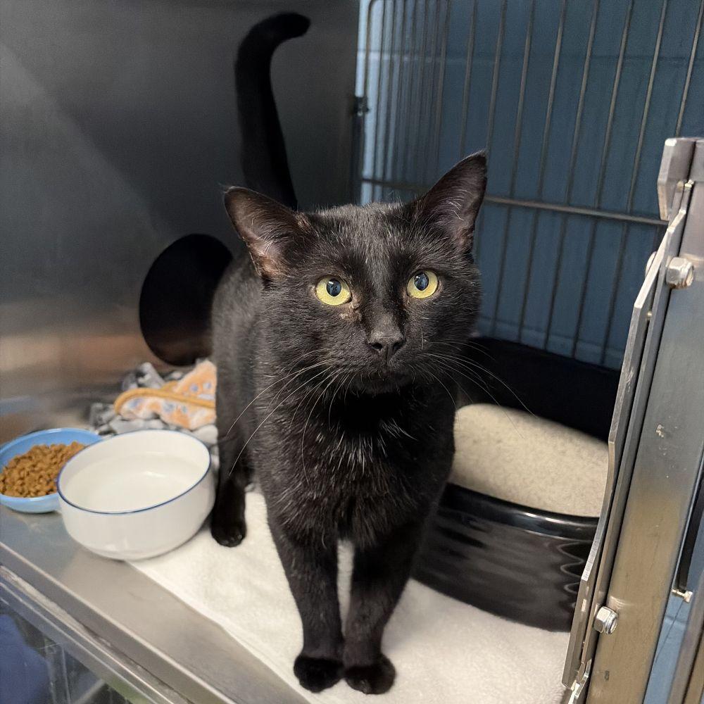 Enlarge Vader, a Adoptable Domestic Short Hair in Alexandria, VA image 1/3