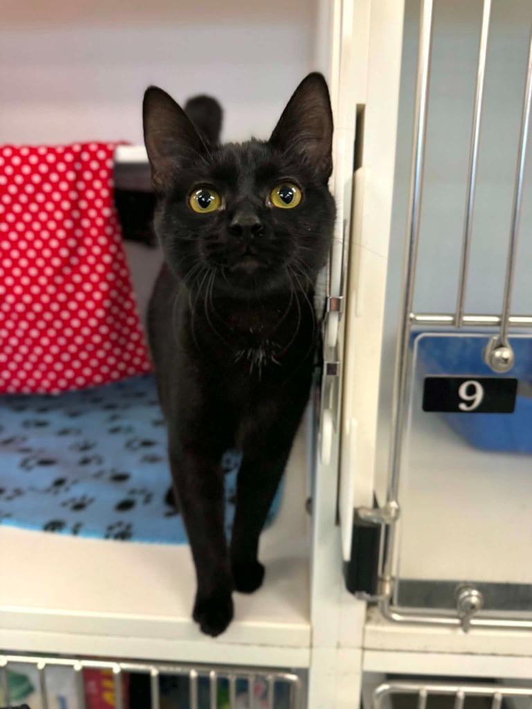 Cute, Adoptable, Kitten Female Domestic Short Hair.