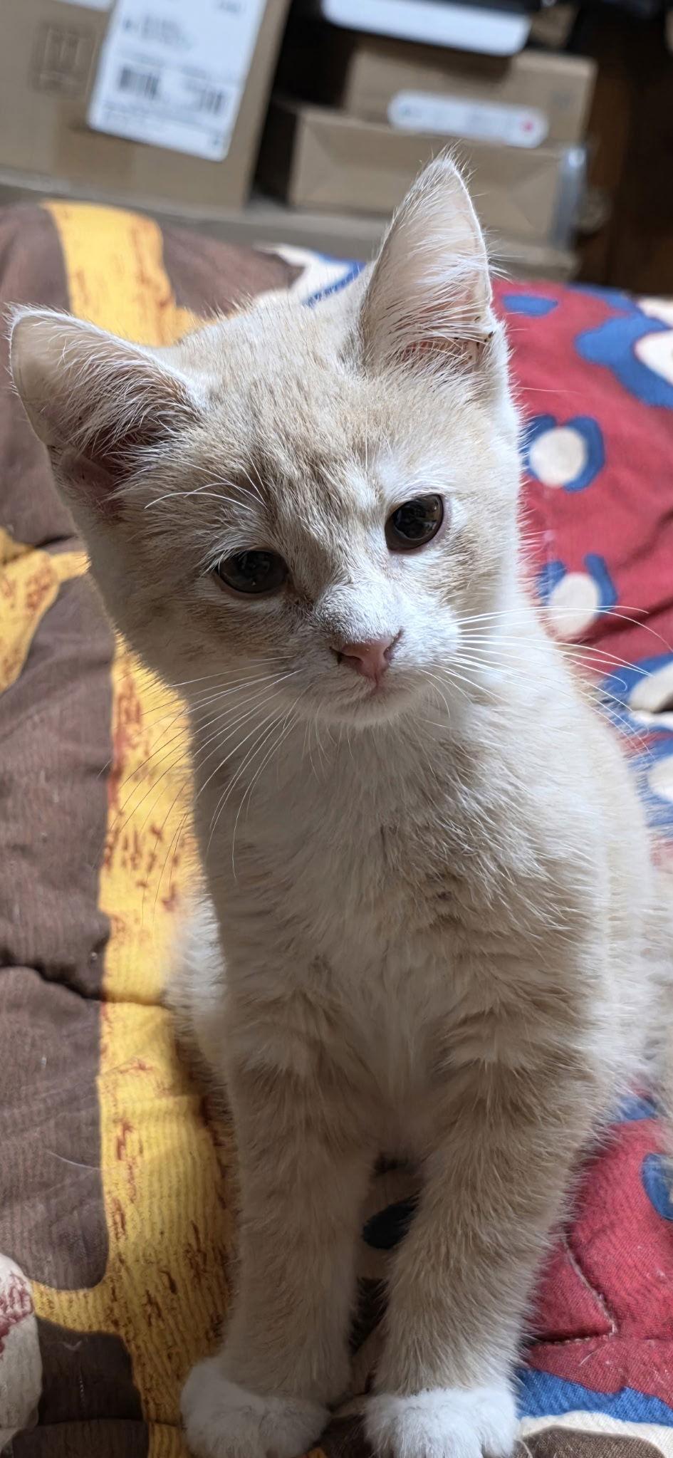 Enlarge Colby, a Adopted Domestic Short Hair in Zimmerman, MN image 1/2