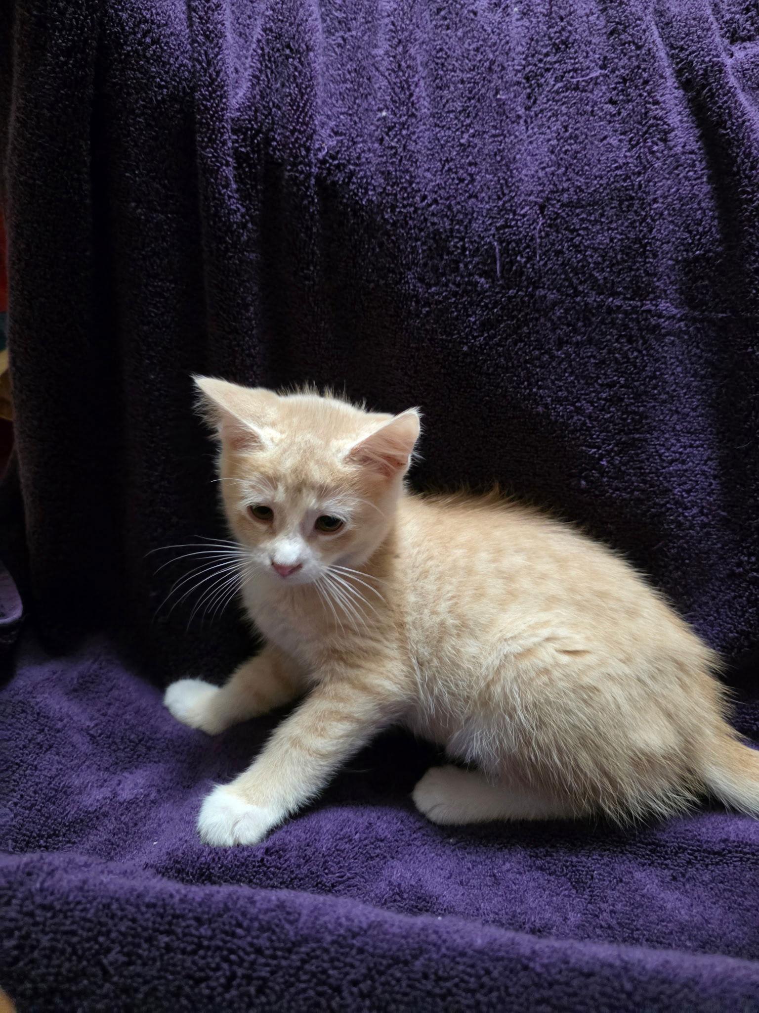 Enlarge Colby, a Adopted Domestic Short Hair in Zimmerman, MN image 2/2