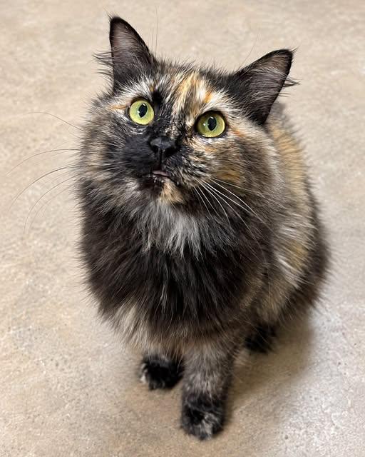 Enlarge Briar, a Adoptable Domestic Long Hair in Cochran, GA image 1/1