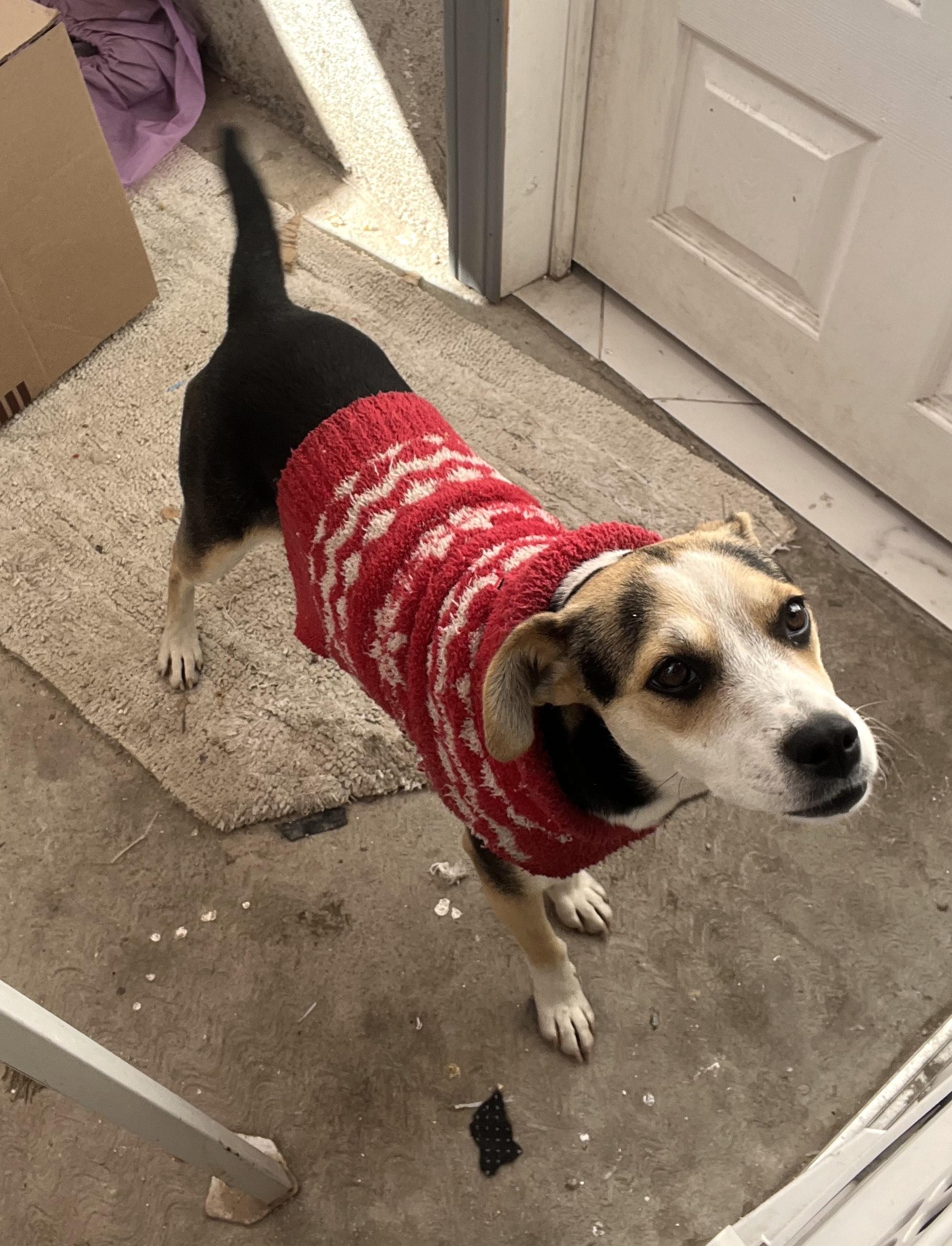 Solobina — thumbnail 3