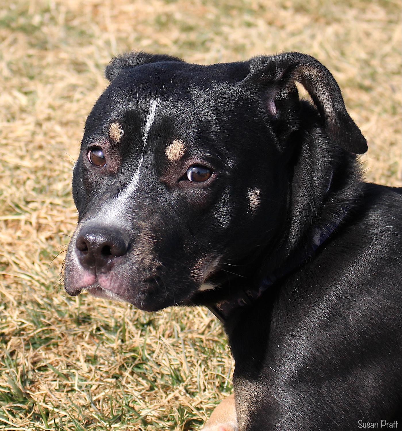 Crawler, ADOPTABLE, Adult Female Pit Bull Terrier.