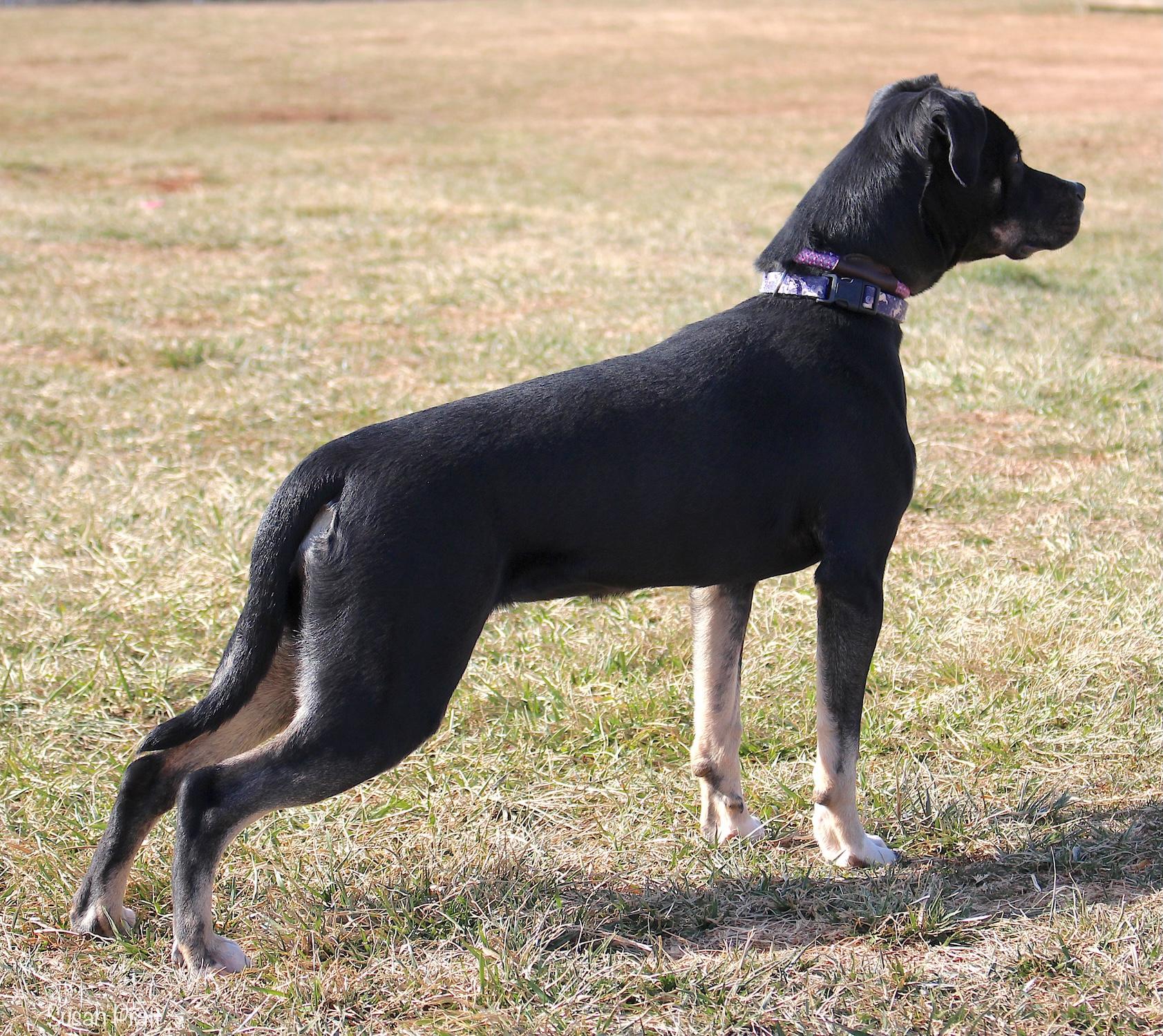 Enlarge Crawler, a ADOPTABLE mixed breed in Bedford, VA image 3/3