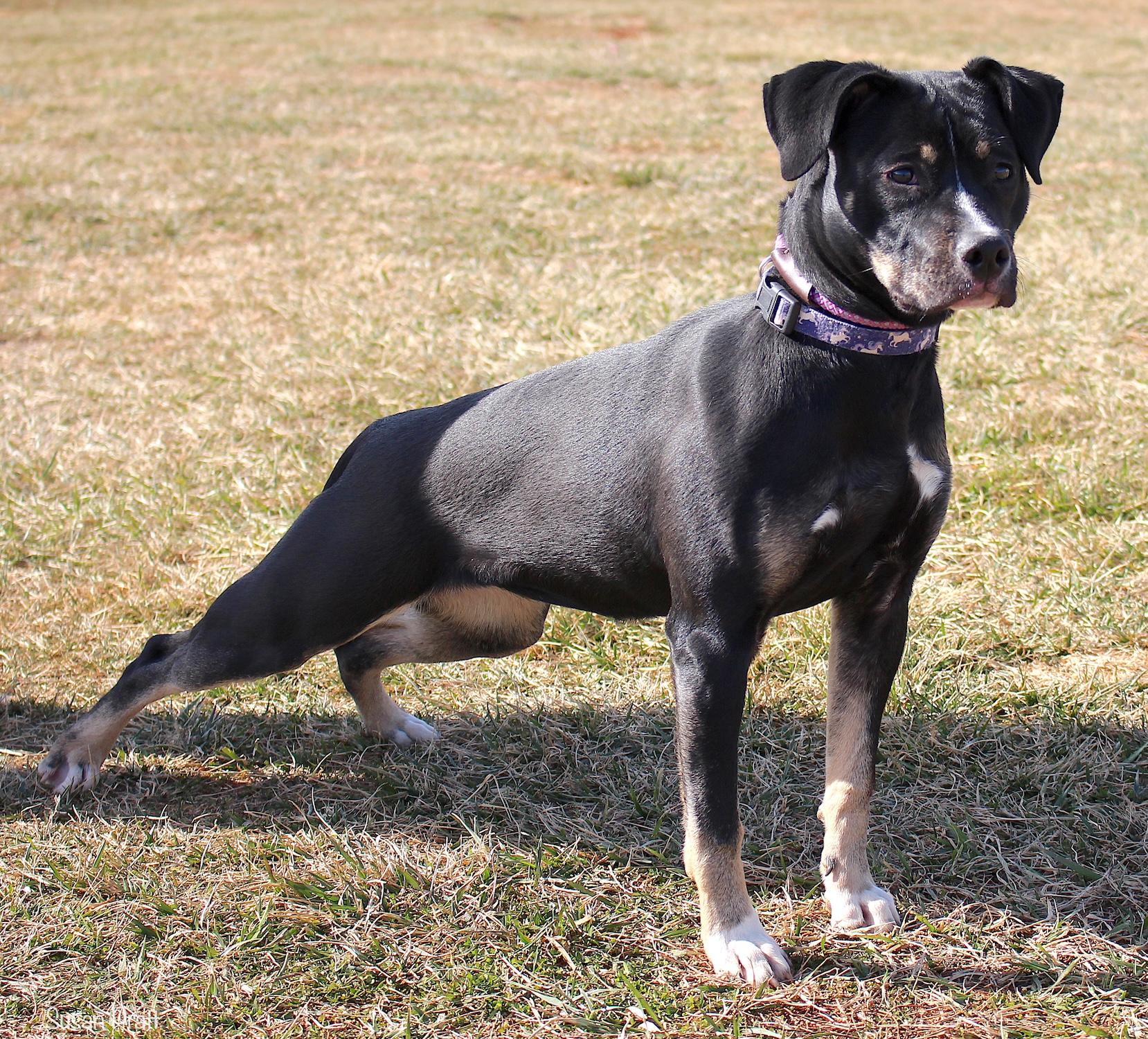 Enlarge Crawler, a ADOPTABLE mixed breed in Bedford, VA image 2/3