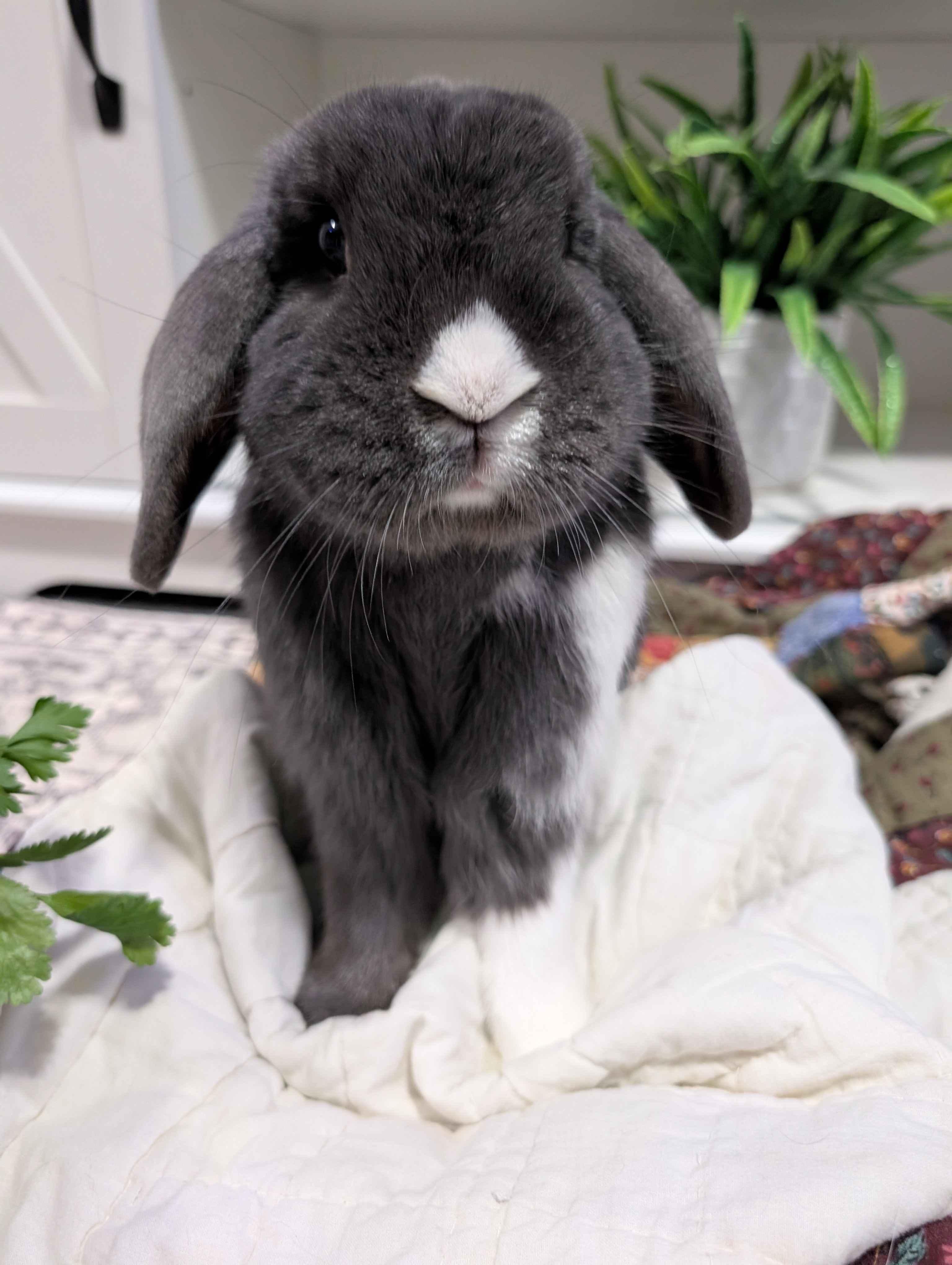 Enlarge Wiggler, a ADOPTABLE mixed breed in Canal Fulton, OH image 1/2