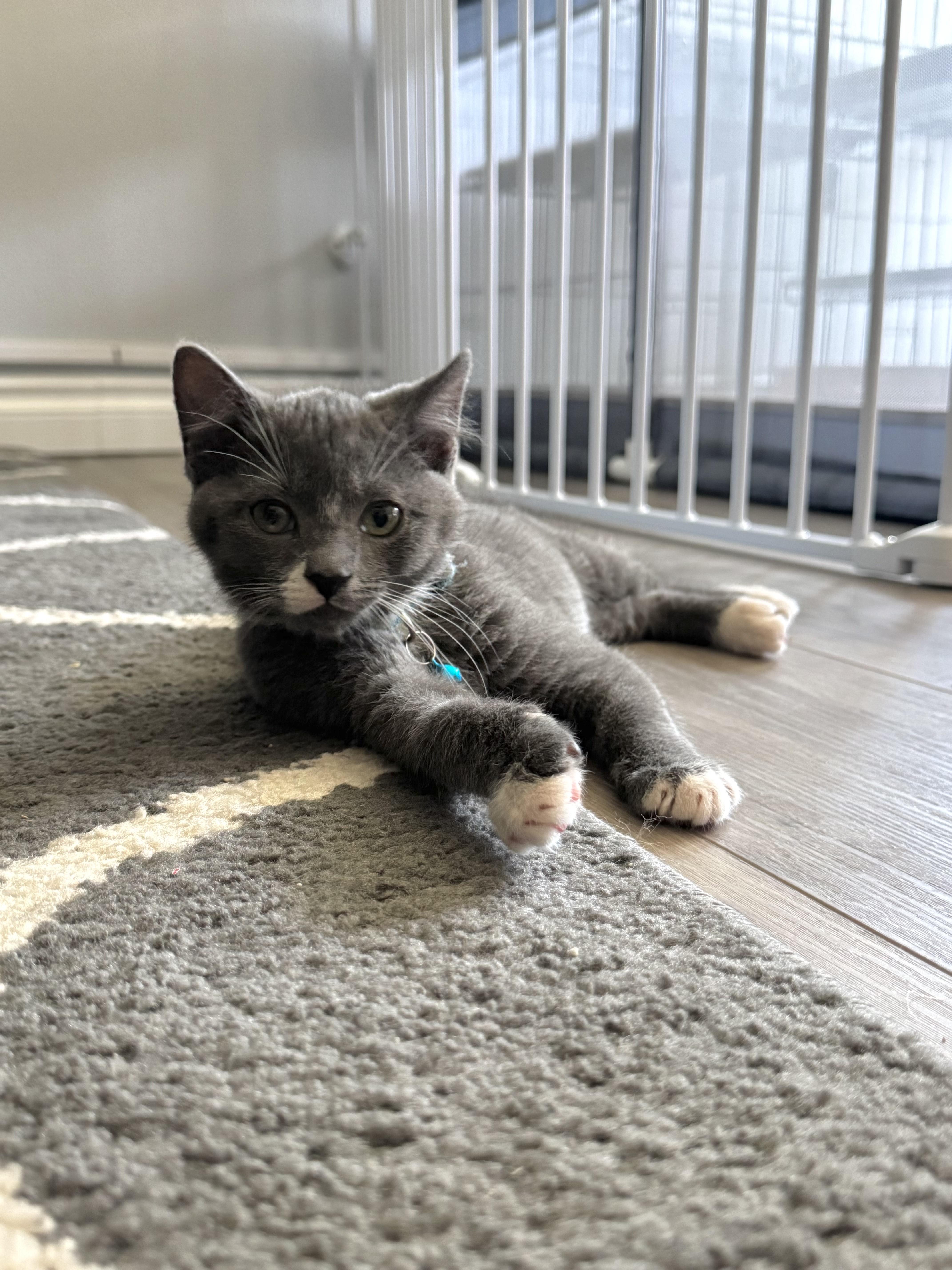 Harry, Baby Male Domestic Short Hair