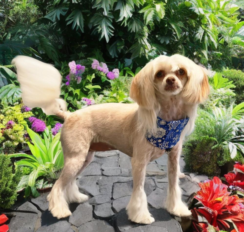 Josie Quinn, Adoptable, Puppy Female Chinese Crested Dog & Maltese.