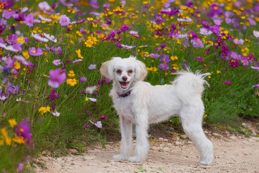Josie Quinn, a Adoptable mixed breed in Plantation, FL image 2/6