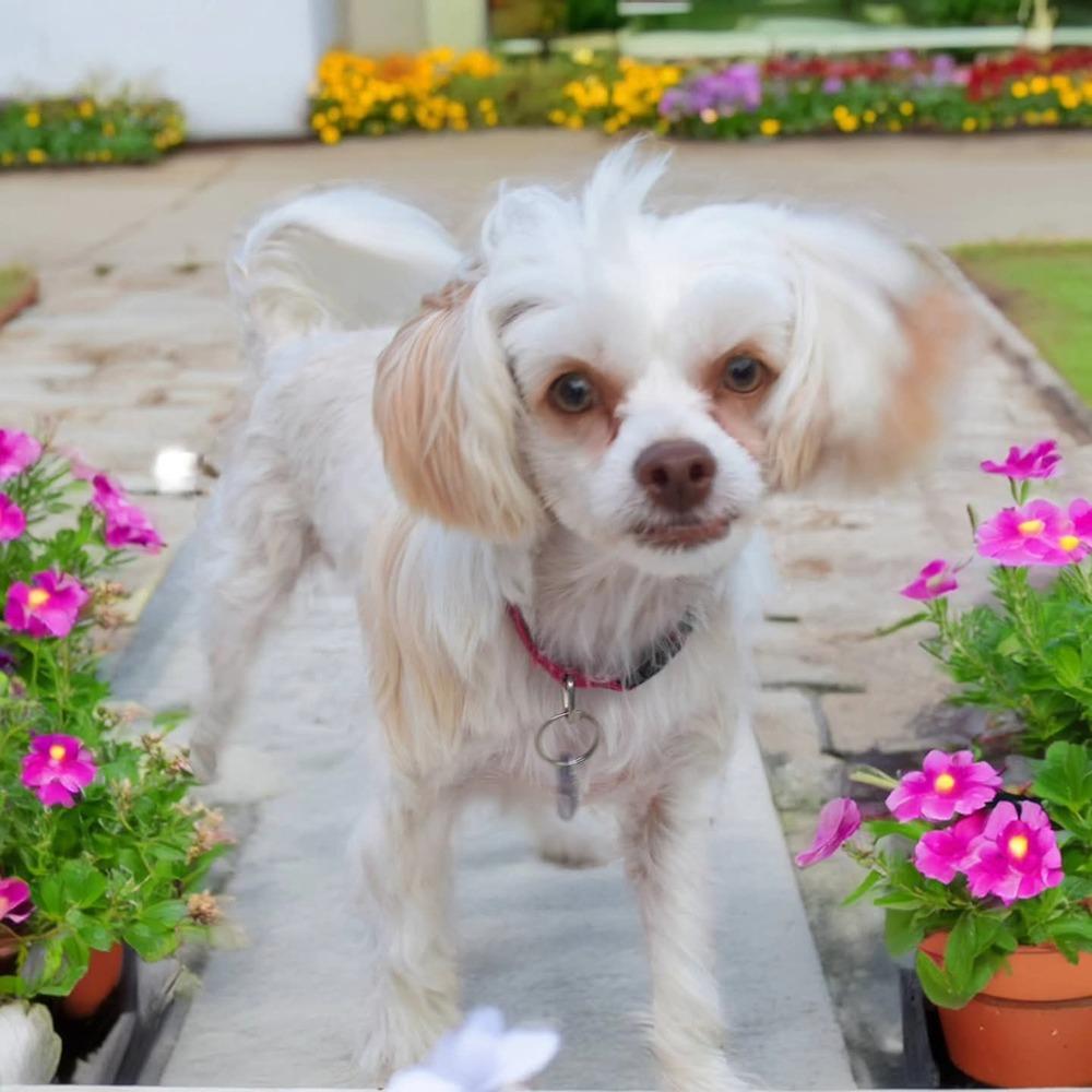 Josie Quinn, a Adoptable mixed breed in Plantation, FL image 3/6