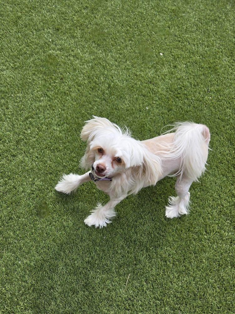 Josie Quinn, a Adoptable mixed breed in Plantation, FL image 4/6