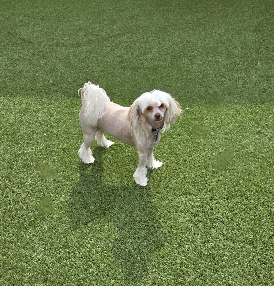 Josie Quinn, a Adoptable mixed breed in Plantation, FL image 5/6