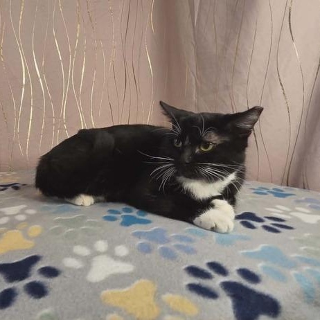 Enlarge Seymour, a Adoptable Domestic Short Hair in Enfield, CT image 4/5