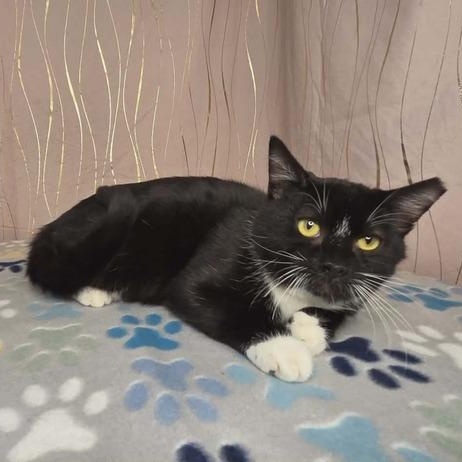 Enlarge Seymour, a Adoptable Domestic Short Hair in Enfield, CT image 1/5