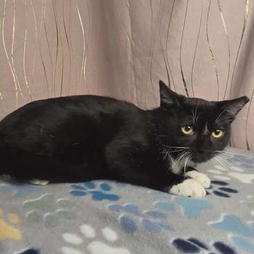 Enlarge Seymour, a Adoptable Domestic Short Hair in Enfield, CT image 5/5