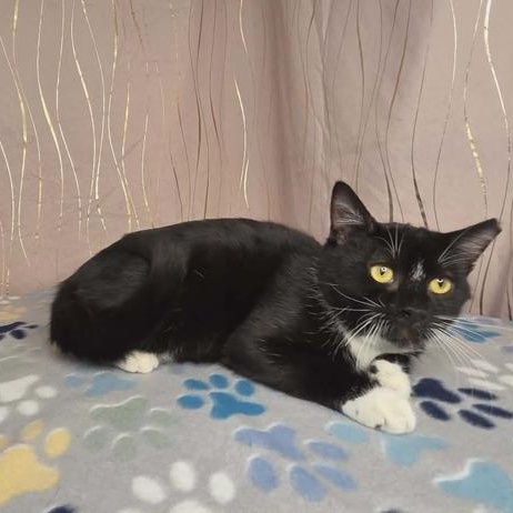 Enlarge Seymour, a Adoptable Domestic Short Hair in Enfield, CT image 2/5
