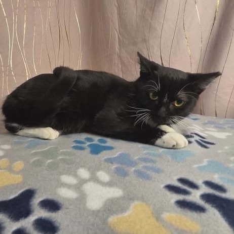 Enlarge Seymour, a Adoptable Domestic Short Hair in Enfield, CT image 3/5