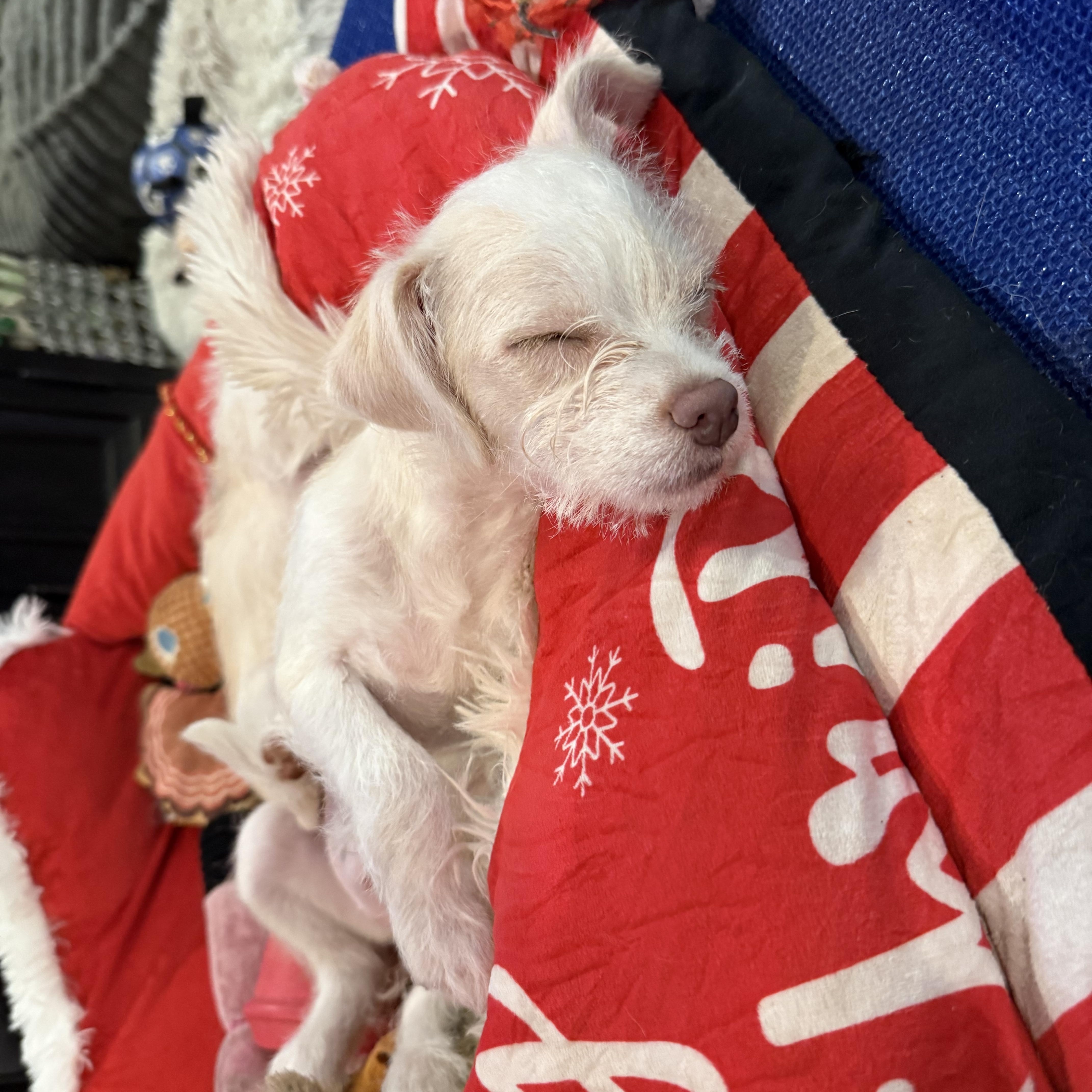 🌼 Daisey , ADOPTABLE, Puppy Female Terrier.