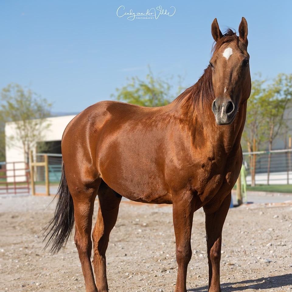 Enlarge Vinny, a Adoptable Quarterhorse in Las Vegas, NV image 1/2