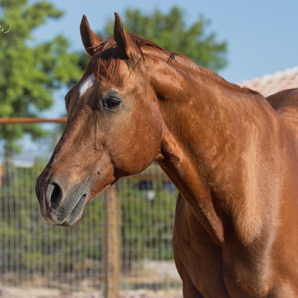 Enlarge Vinny, a Adoptable Quarterhorse in Las Vegas, NV image 2/2