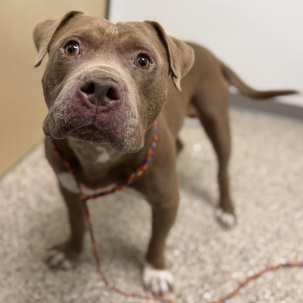 Enlarge HOGAN, a Adoptable mixed breed in Bullhead City, AZ image 1/1