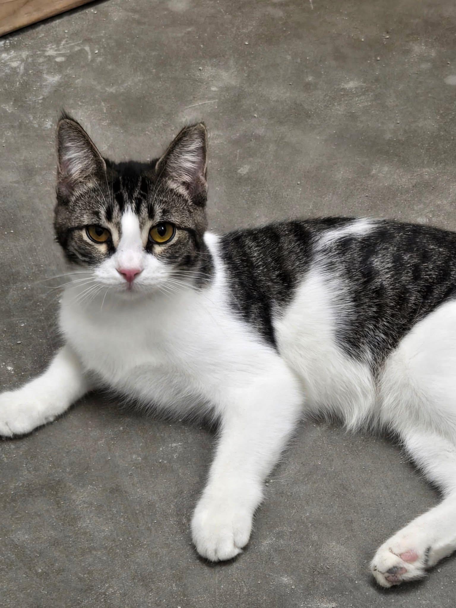 Enlarge Tinsel , a ADOPTABLE Domestic Short Hair in Chandler, AZ image 1/2