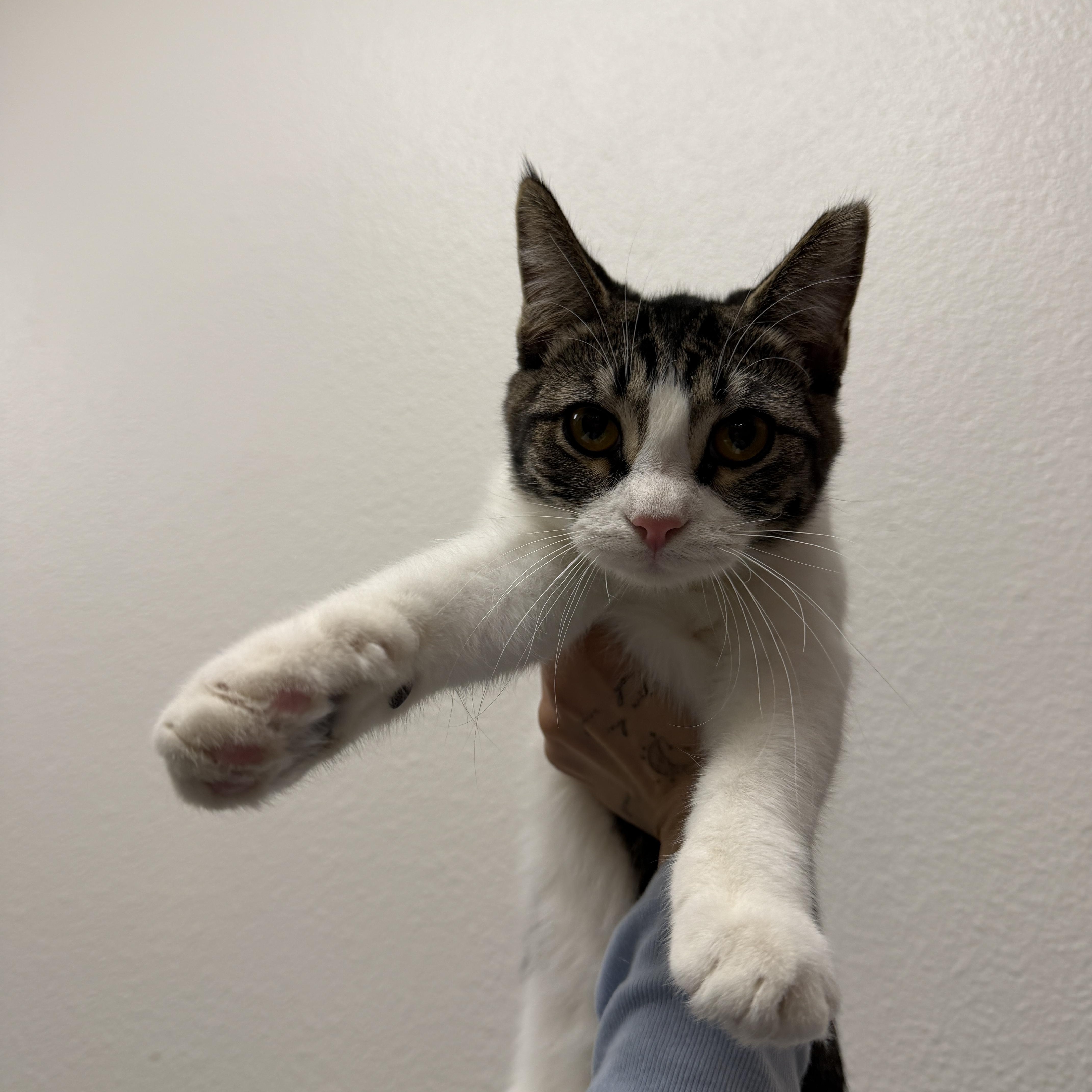 Enlarge Tinsel , a ADOPTABLE Domestic Short Hair in Chandler, AZ image 2/2