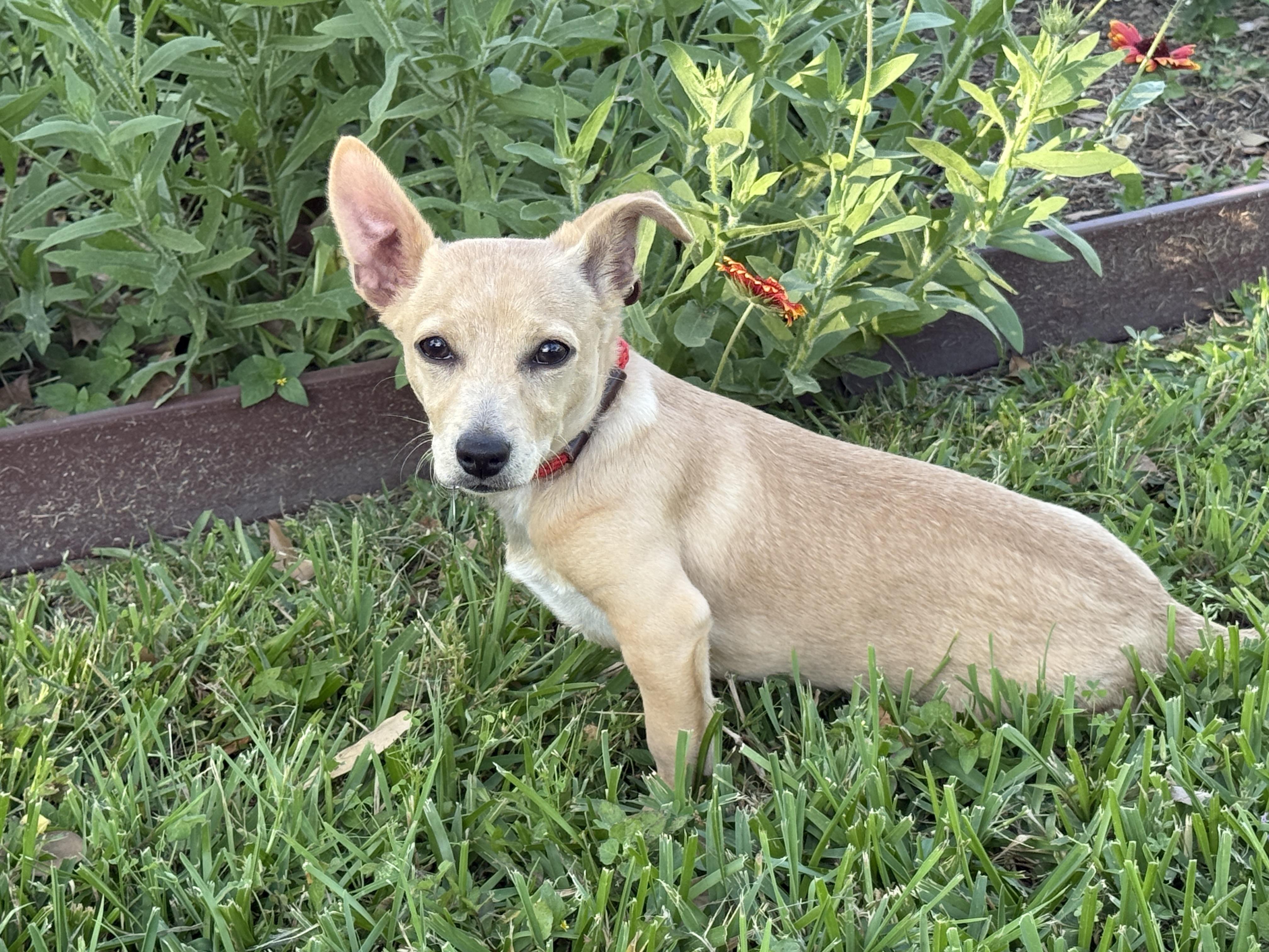 Enlarge Mardi, an adopted mixed breed in Houston, TX image 5/6