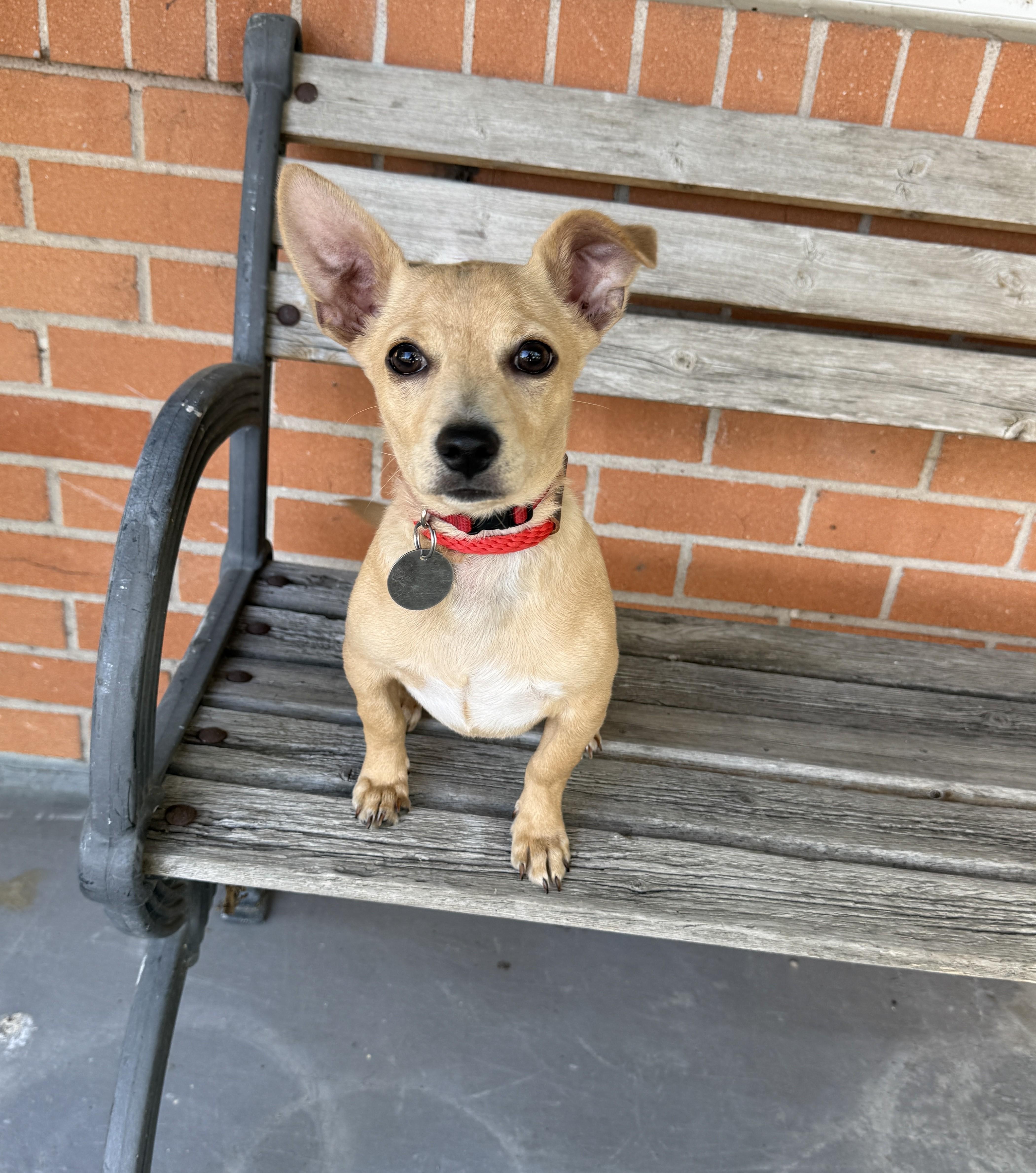 Enlarge Mardi, an adopted mixed breed in Houston, TX image 6/6