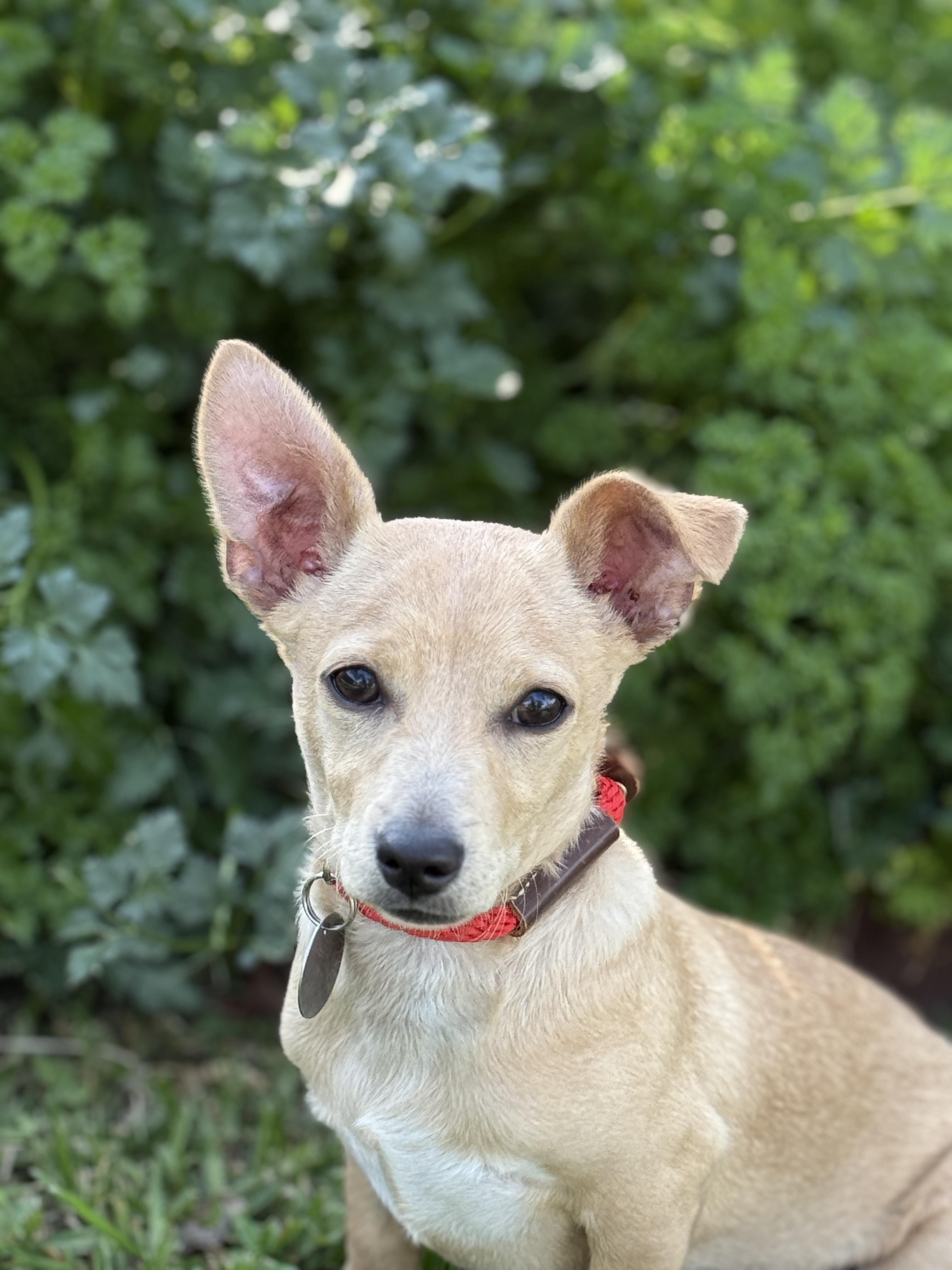 Enlarge Mardi, an adopted mixed breed in Houston, TX image 3/6
