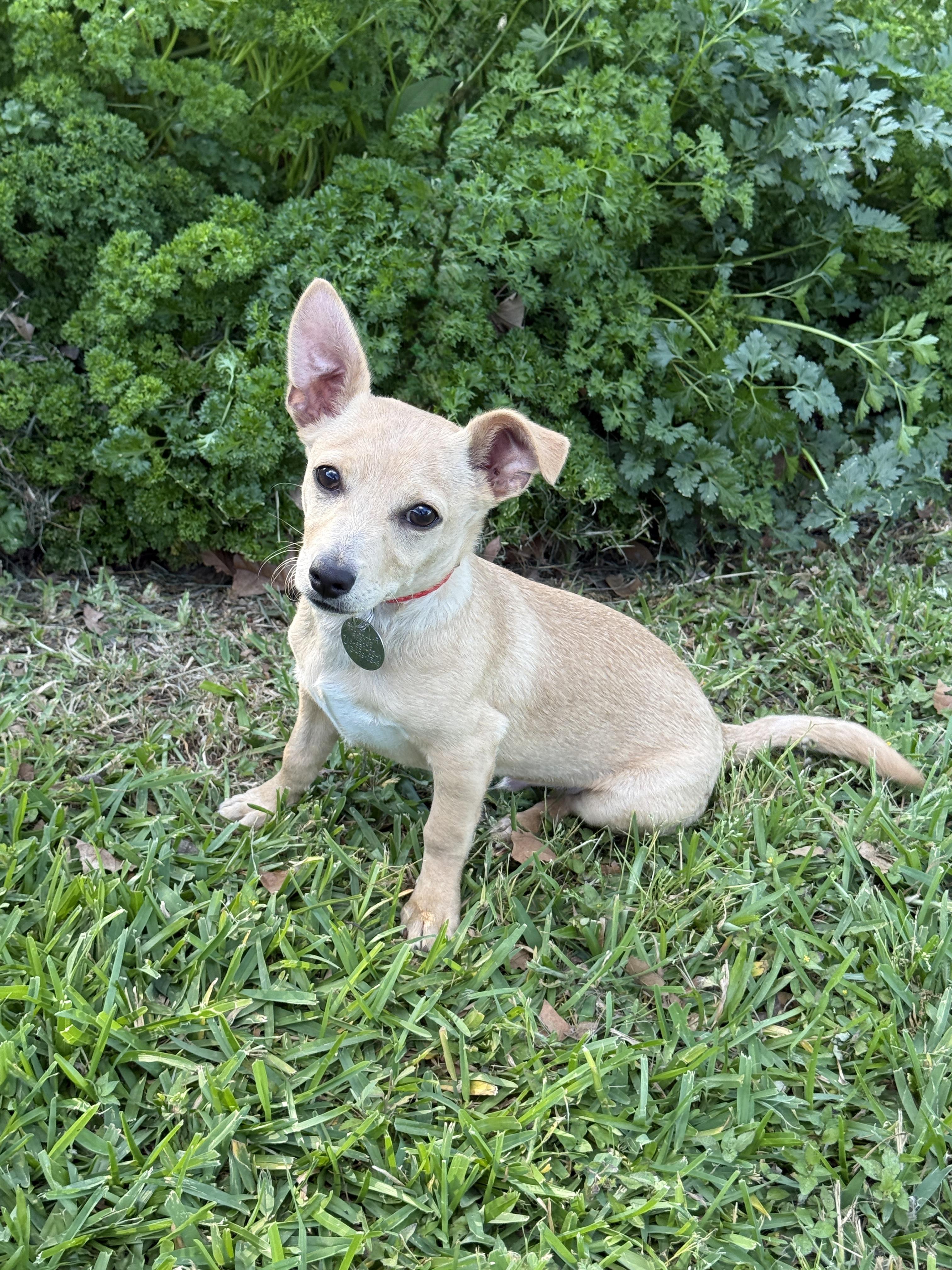 Enlarge Mardi, an adopted mixed breed in Houston, TX image 2/6