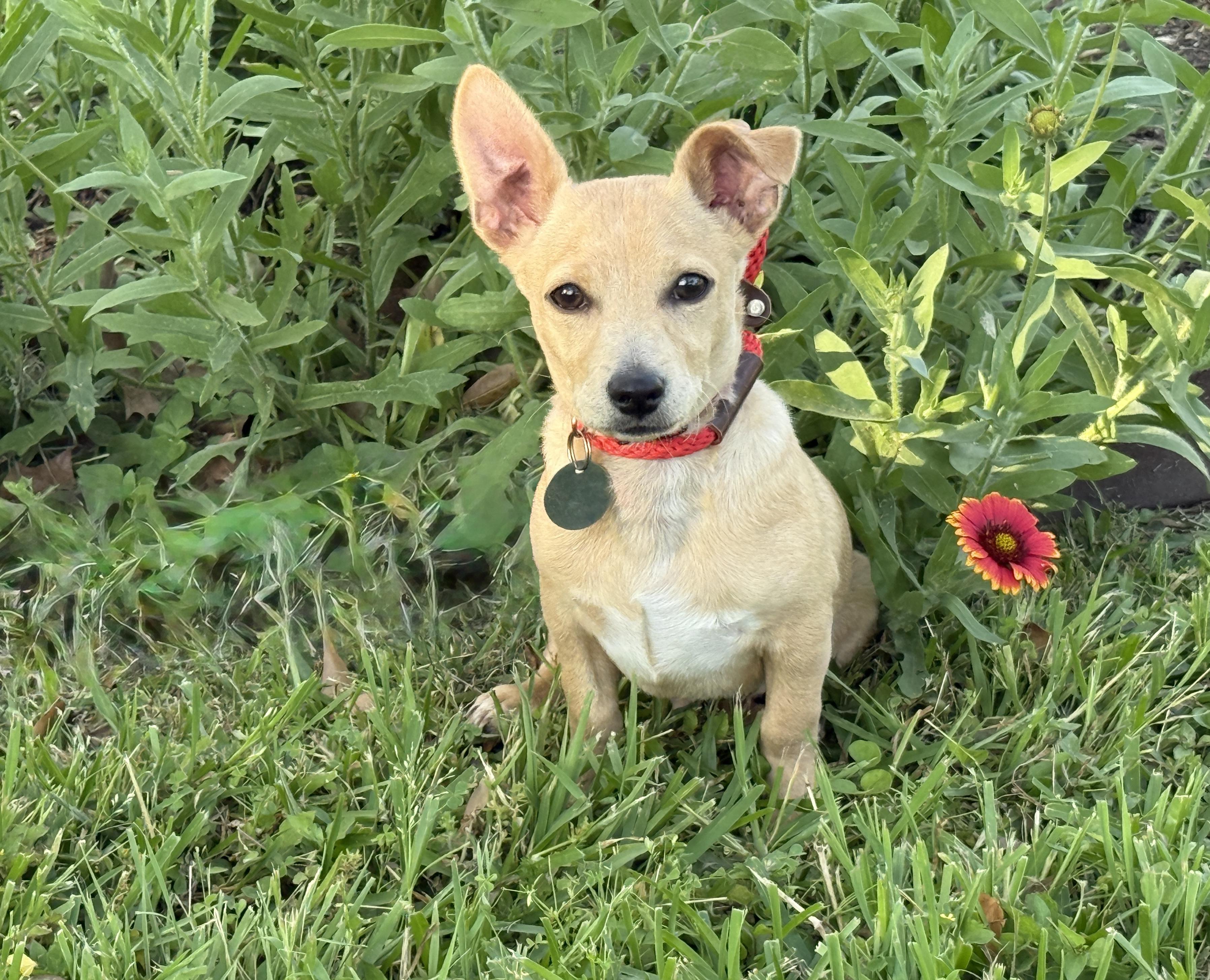 Enlarge Mardi, an adopted mixed breed in Houston, TX image 1/6