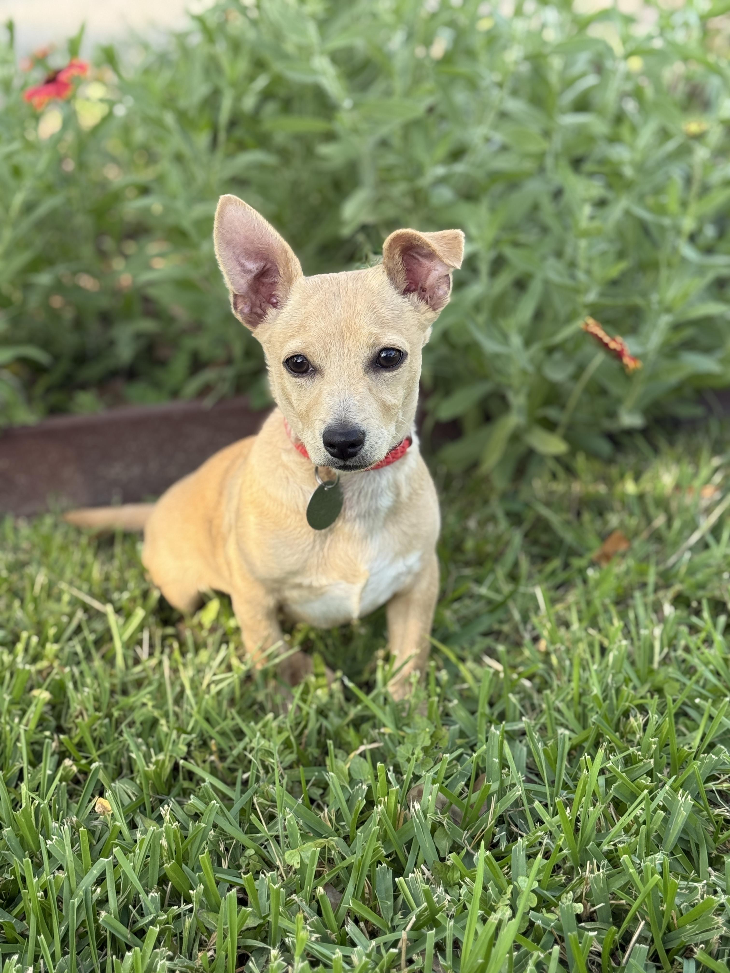 Enlarge Mardi, an adopted mixed breed in Houston, TX image 4/6