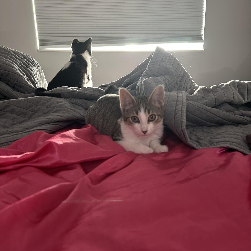 Enlarge Aurora, a Adoptable Domestic Short Hair in Chaska, MN image 2/4