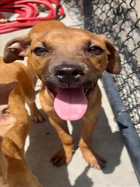 SUZIE, Adoptable, Puppy Female Pit Bull Terrier & Mixed Breed.