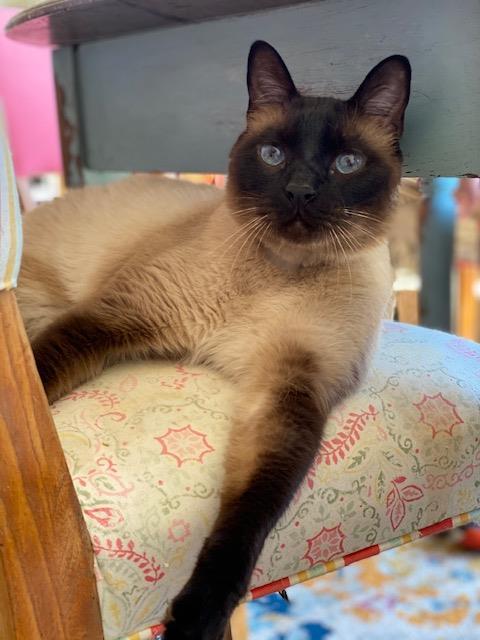 Enlarge Beeker, a Adoptable Siamese in La Jolla, CA image 1/1
