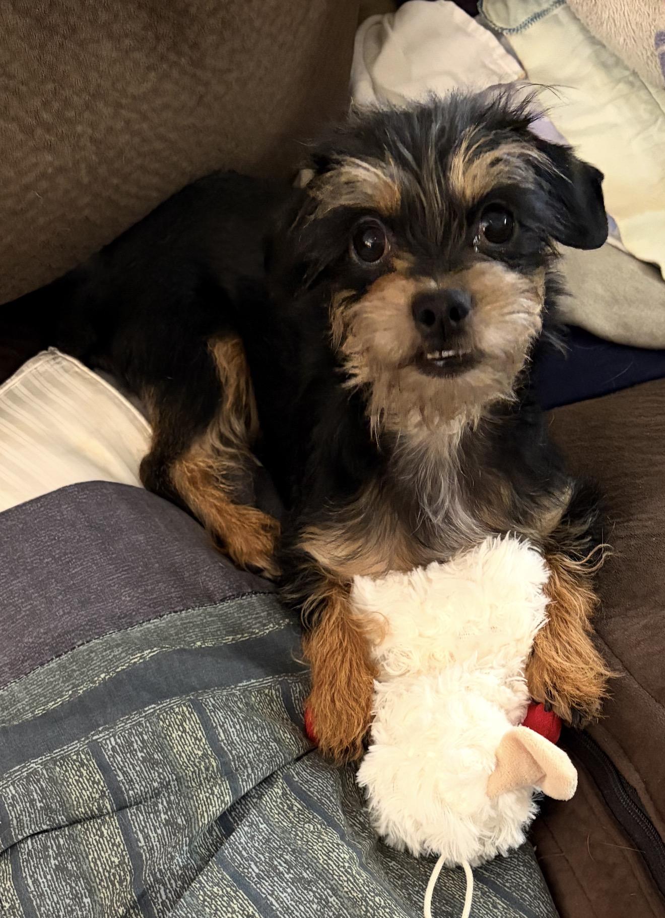 Sweet Pea, ADOPTABLE, Young Female Yorkshire Terrier & Miniature Schnauzer.