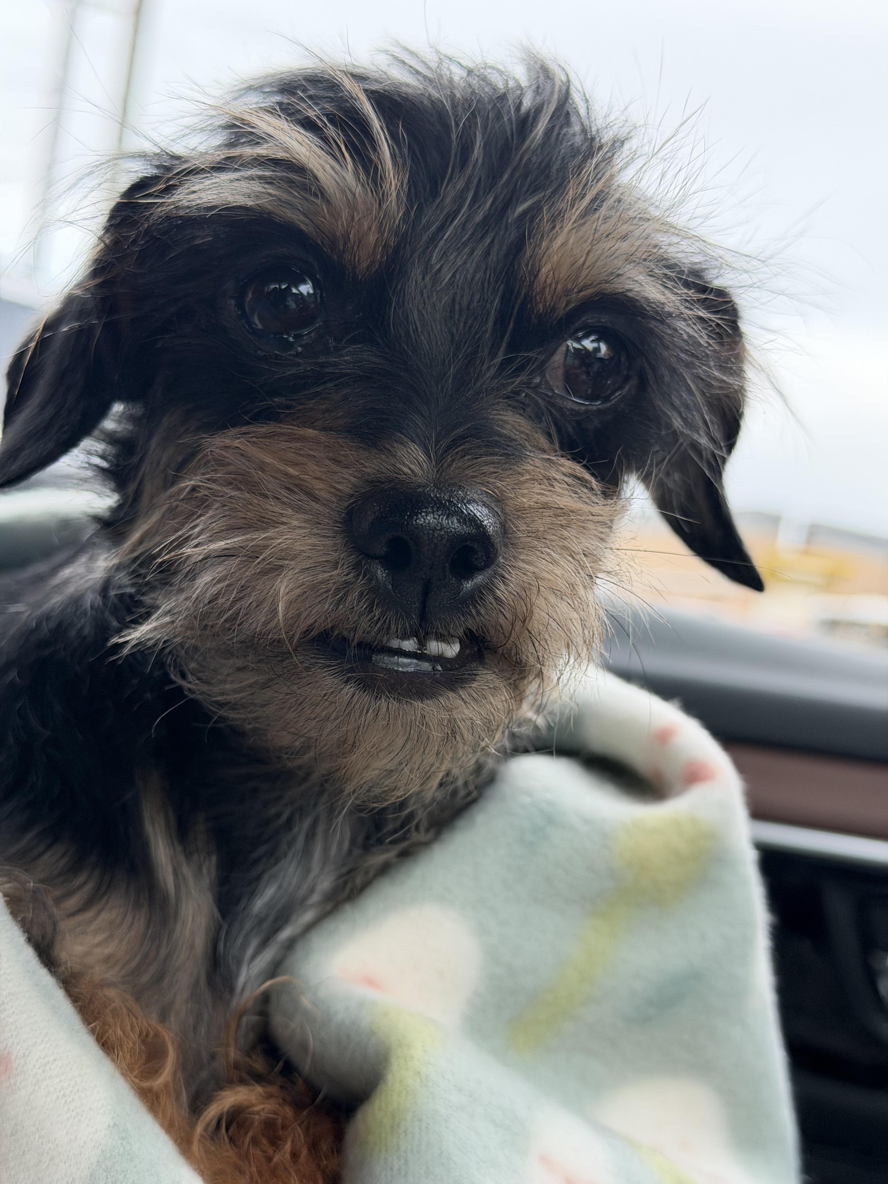 Sweet Pea, a ADOPTABLE mixed breed in Temple, TX image 2/3