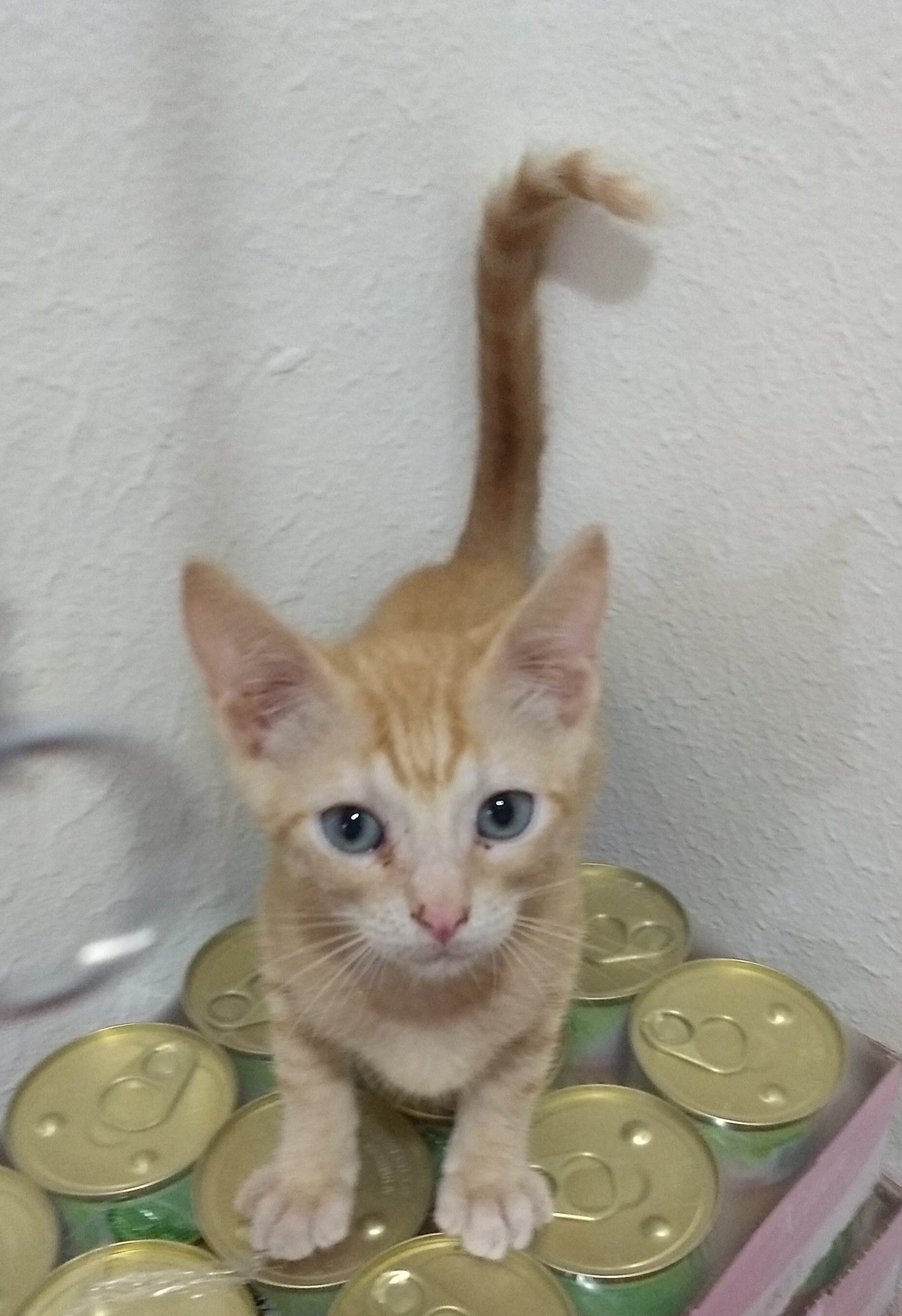 Remi, Adoptable, Adult Male Domestic Short Hair.